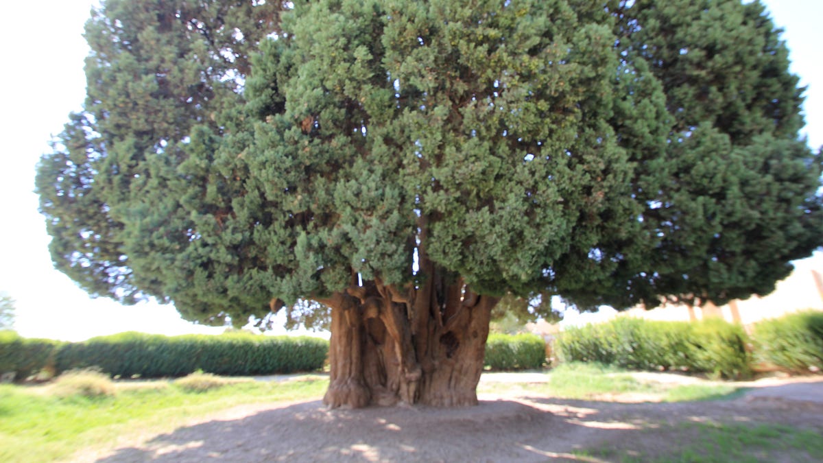 Iran is Home to One of the World’s Oldest Trees