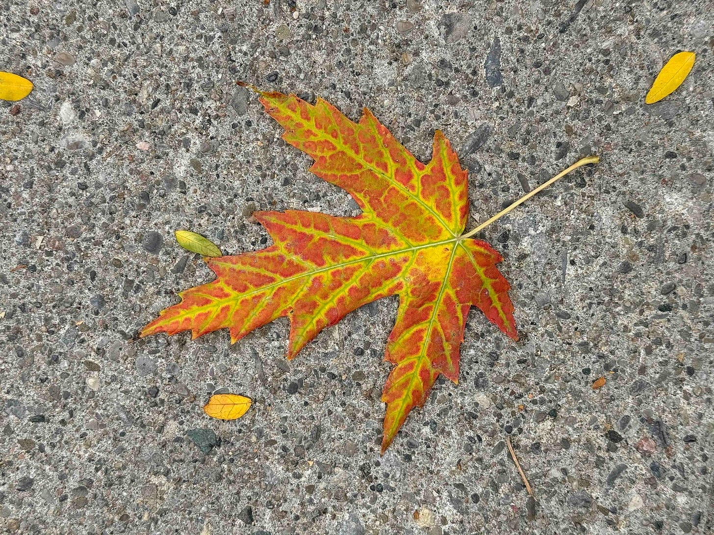 A vibrant red and yellow maple leaf with intricate vein patterns lies on a textured grey concrete surface. Scattered around are small, yellow, elliptical leaves and thin twigs, contrasting with the maple leaf’s distinct shape and coloration. A vibrant red and yellow maple leaf with intricate vein patterns lies on a textured grey concrete surface. Scattered around are small, yellow, elliptical leaves and thin twigs, contrasting with the maple leaf’s distinct shape and coloration.