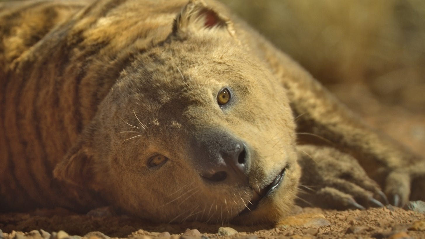 Thylacoleo after being kicked in the face by Procoptodon. She looks like she has depression.