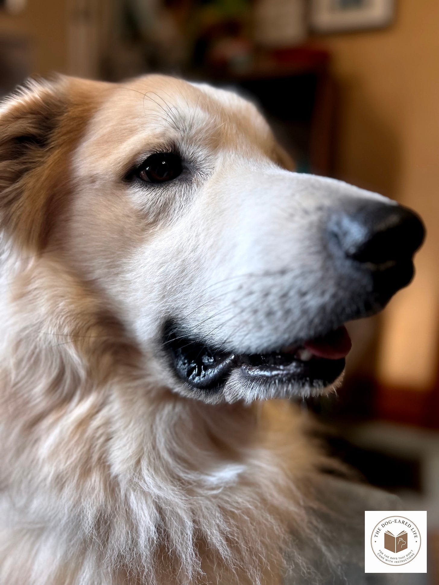 Leonard, the Great Pyrenees, Same Afternoon, an article on Substack by Trina Daniels