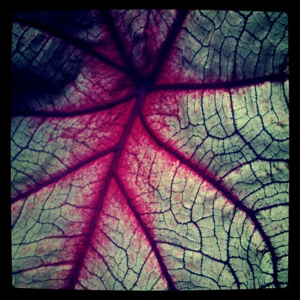Fractal leaf Fractal leaf