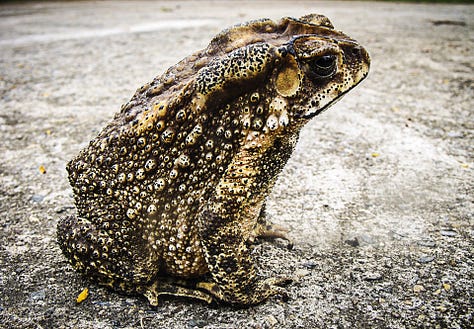 Frogs from around the world...