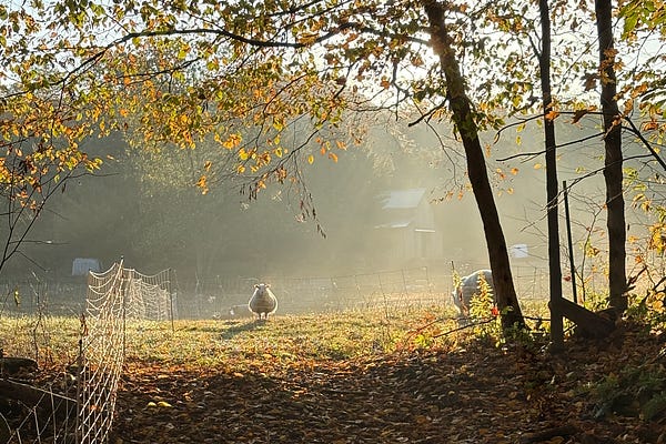 Cold Antler Farm | Jenna Woginrich | Substack