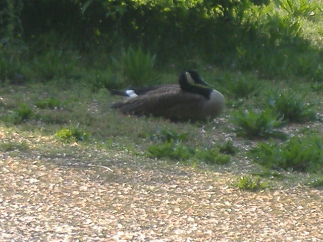 See, I can take wildlife pictures too. See, I can take wildlife pictures too.