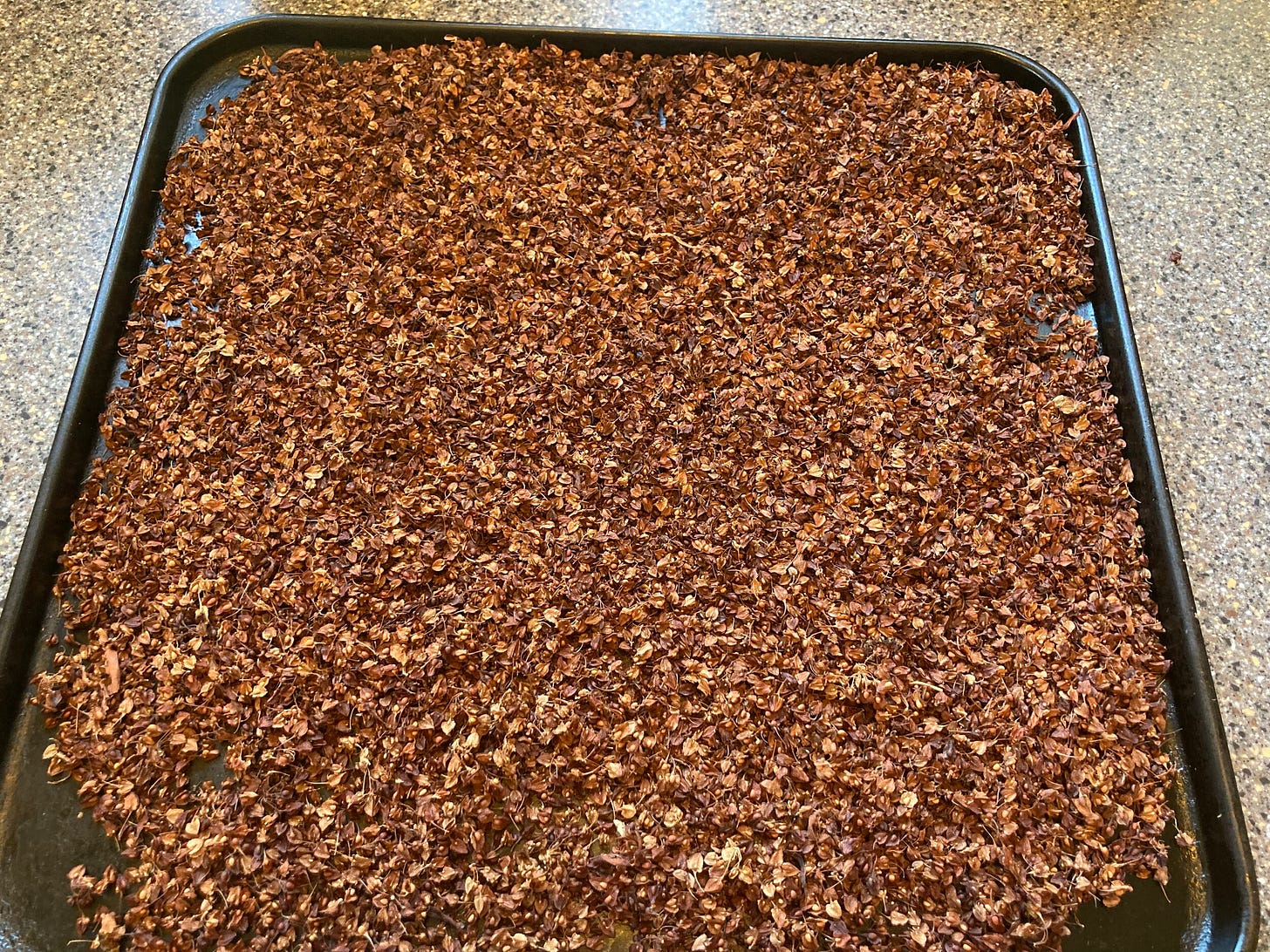 toasting-dock-seeds-for-flour.jpeg toasting-dock-seeds-for-flour.jpeg