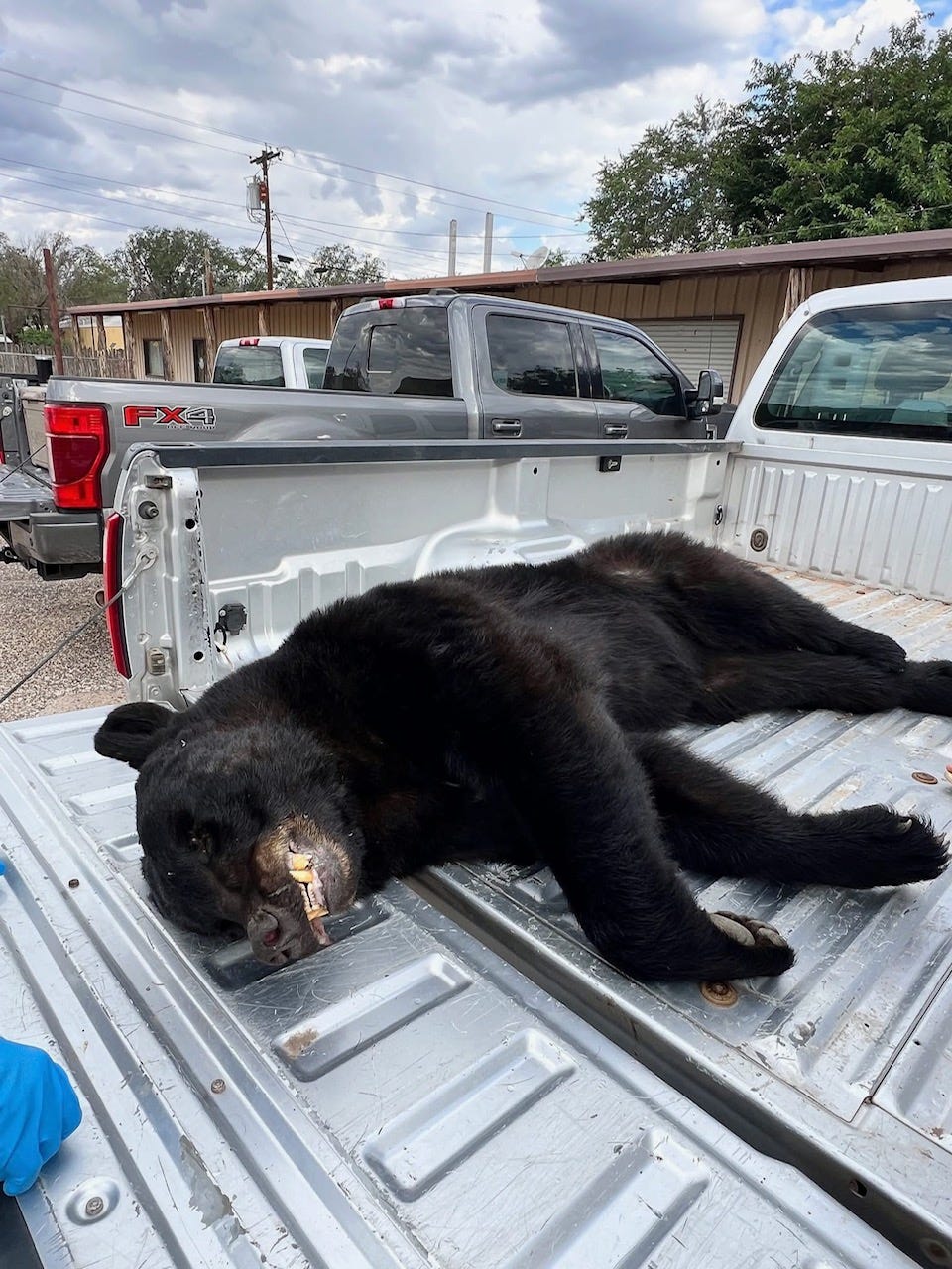 A black bear lying in the back of a truck

Description automatically generated