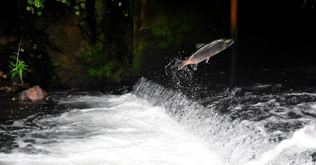 gray fish jumping over body of water surrounded with plants