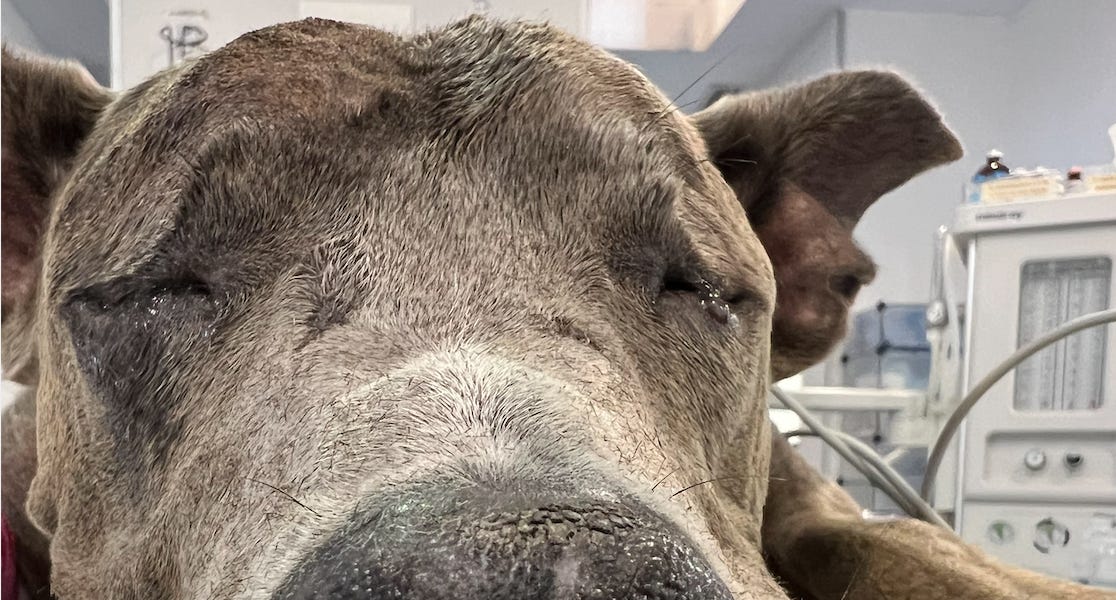 Aspergilosis nasal en un perro (I) - by Carlos Martínez Gil