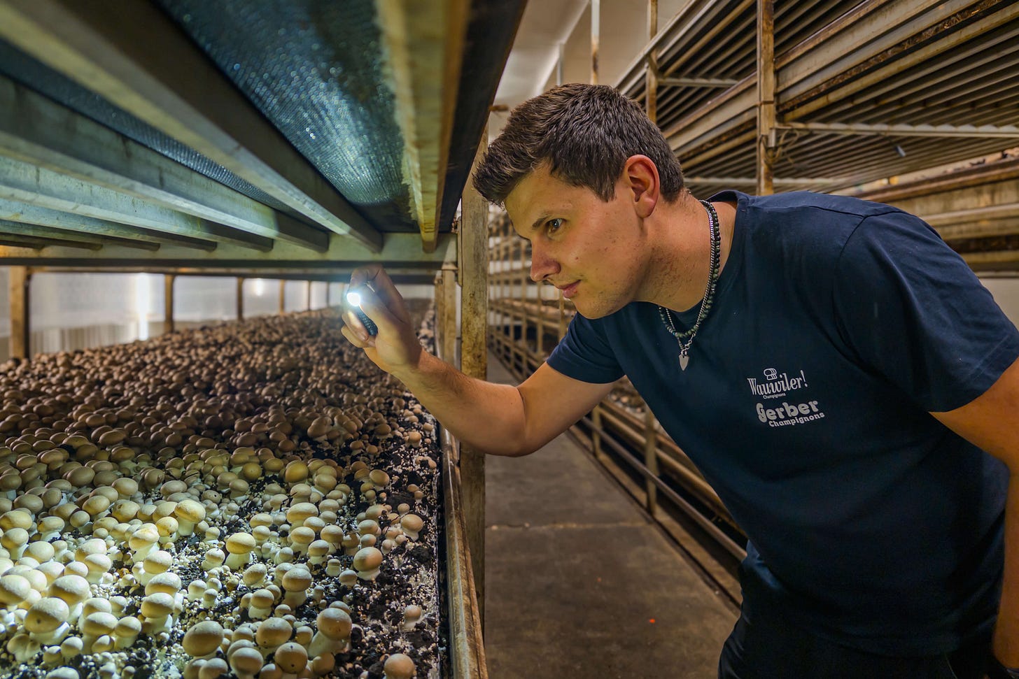 Der 29jährige Urs Trachsel leuchtet mit der Taschenlampe auf Tausende von weiss-braunen Köpfen. Er inspiziert ein Schicht-Beet im Pilzzuchtbetrieb Gerber Champignons in Seftigen. Die Pilze wachsen dicht gedrängt auf langen, mehrstöckigen Regalen in einer stockfinsteren Halle. Der 29jährige Urs Trachsel leuchtet mit der Taschenlampe auf Tausende von weiss-braunen Köpfen. Er inspiziert ein Schicht-Beet im Pilzzuchtbetrieb Gerber Champignons in Seftigen. Die Pilze wachsen dicht gedrängt auf langen, mehrstöckigen Regalen in einer stockfinsteren Halle.