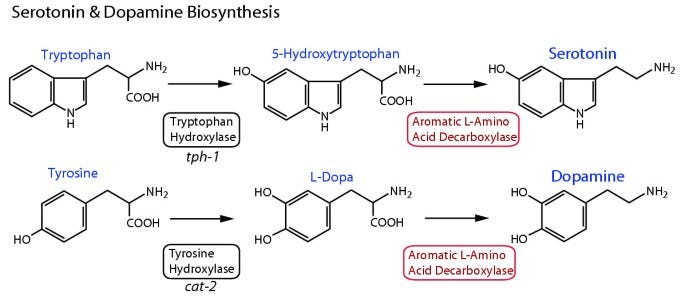 Function and evolution of the serotonin-synthetic bas-1 gene and other aromatic  amino acid decarboxylase genes in Caenorhabditis | BMC Ecology and  Evolution | Full Text