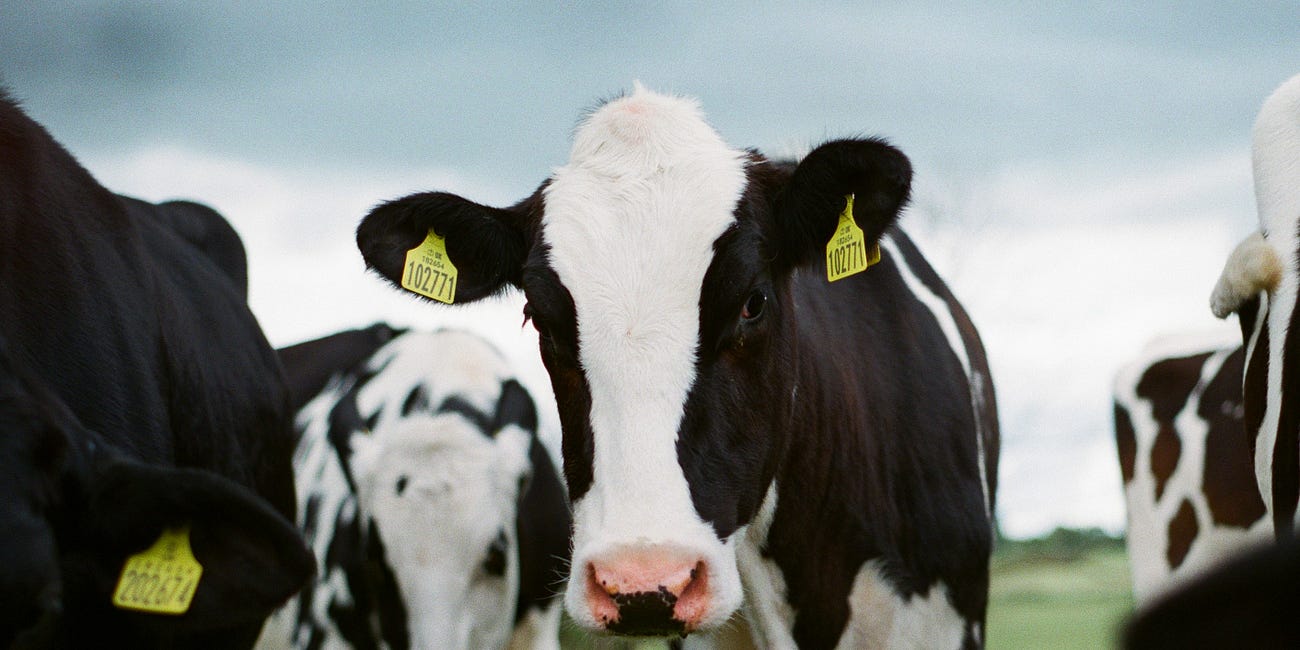Cows Outside