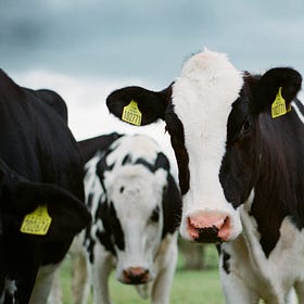 Cows Outside