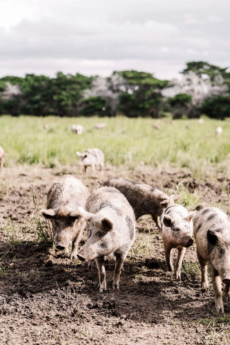 This may contain: a herd of pigs standing on top of a dirt field