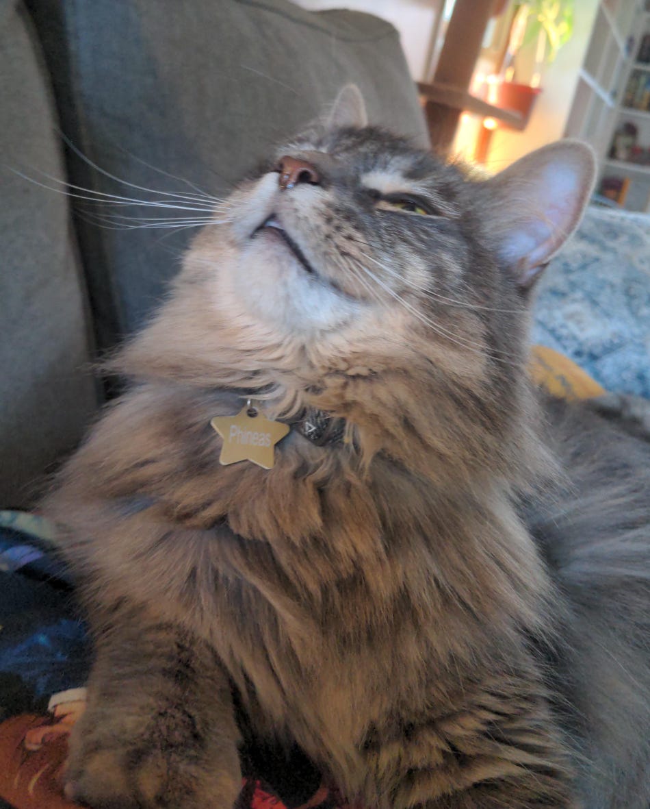 A fluffy grey and brown cat looks up toward the ceiling