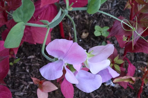 various flowering plants
