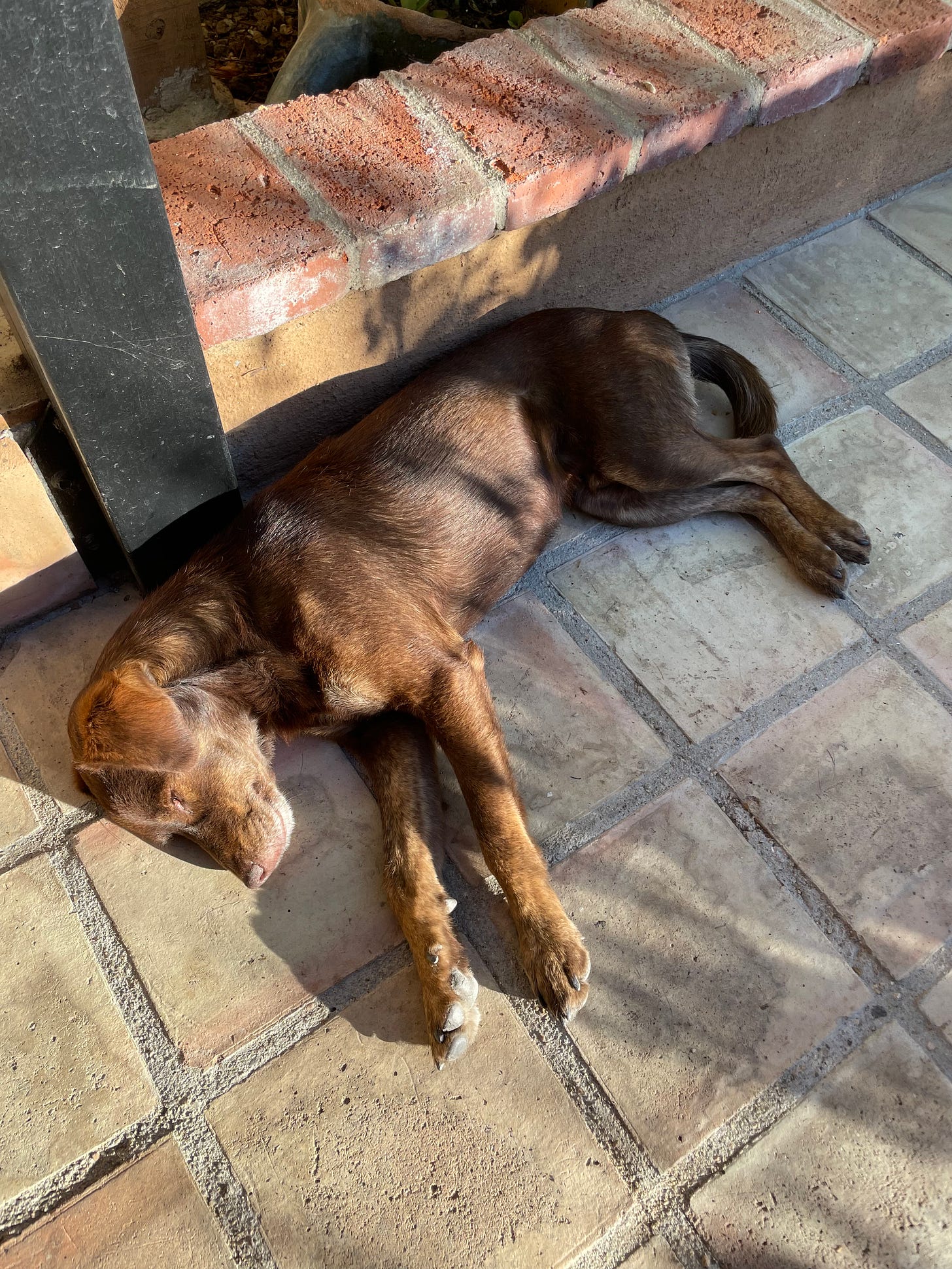 Our dog Loo resting in the setting sun.