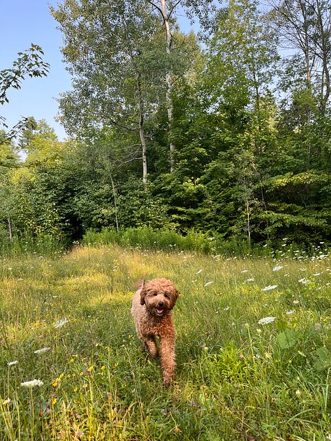 Six photos: one of a cockapoo walking through a field of wildflowers; some watercolour paints sitting by a window near a jug of flowers; a hummingbird moth visiting som bee balm; a rudimentary painting of a jar of jam and some blueberries; a person, barefoot, holding a mug of coffee, a dog leash around their neck; a book open in a lap, a dog sleeping on the couch beside them 