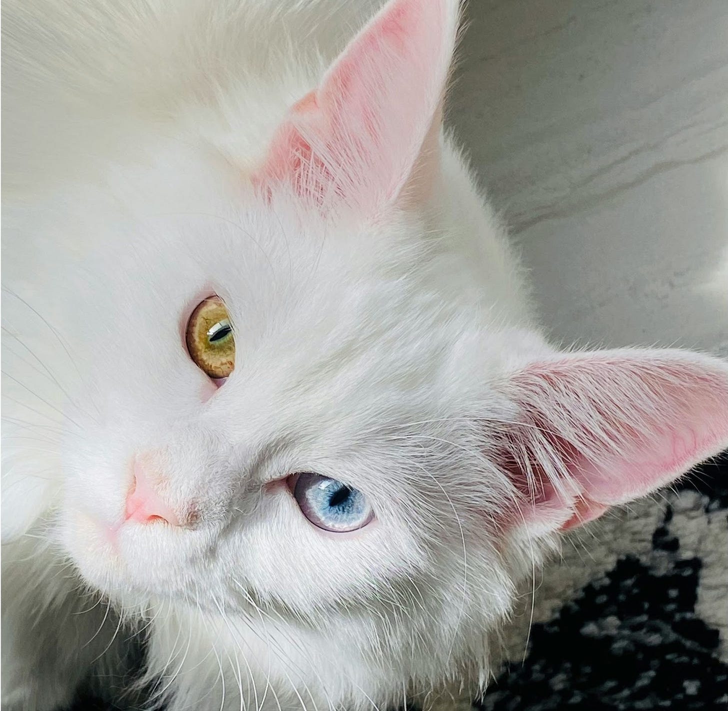 perfect white kitten with pink ears and nose (perfect writing) perfect white kitten with pink ears and nose (perfect writing)