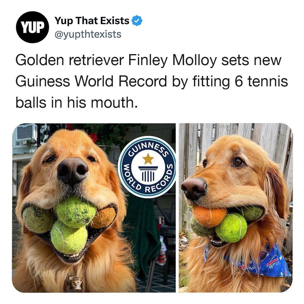 May be an image of tennis, dog and text that says 'YUP Yup That Exists @yupthtexists Golden retriever Finley Molloy sets new Guiness World Record by fitting 6 tennis balls in his mouth. GUINNESS CERLO RECORO'