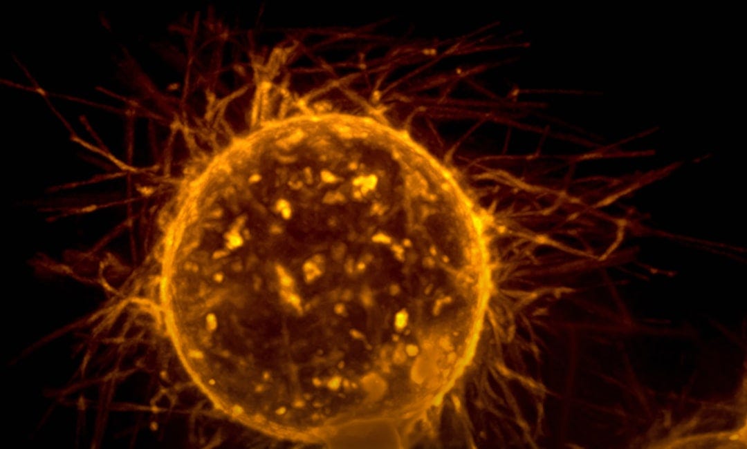 Unpacking the ‘ketogenic diet cures cancer’ myth: Part 2