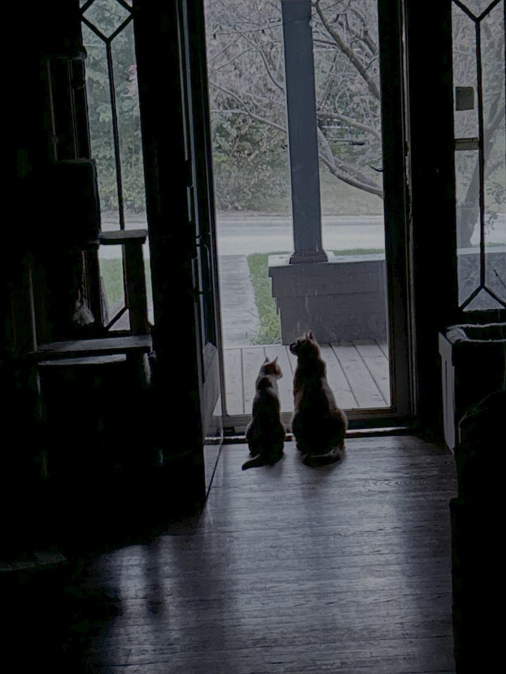 Pictures of cats