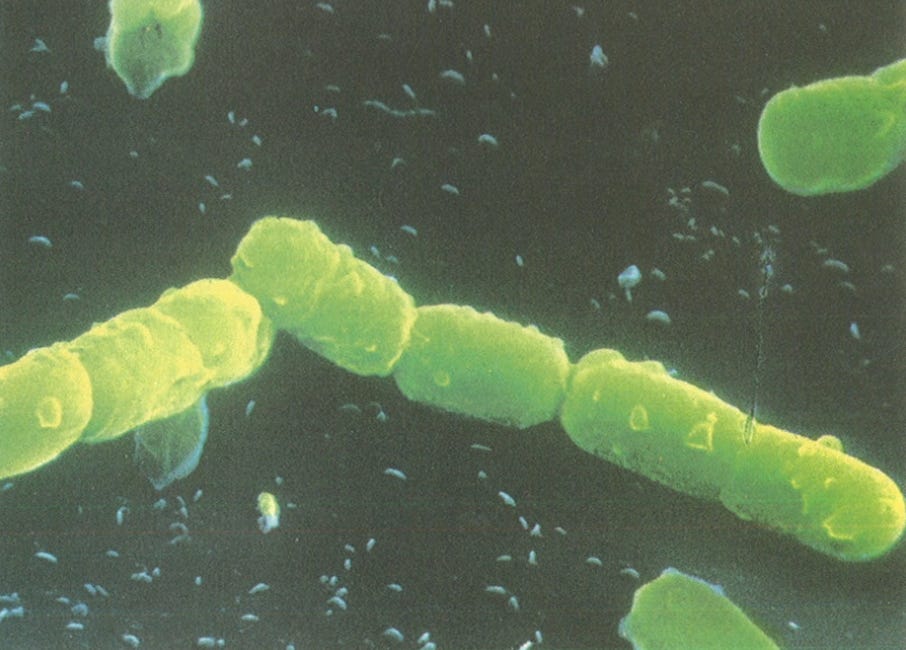 The Arguments for "NO VIRUS"–Part 52. Antibiotics and the relieving competition. The effect of antibiotics does not contradict the theory of non-pathogenic bacteria.