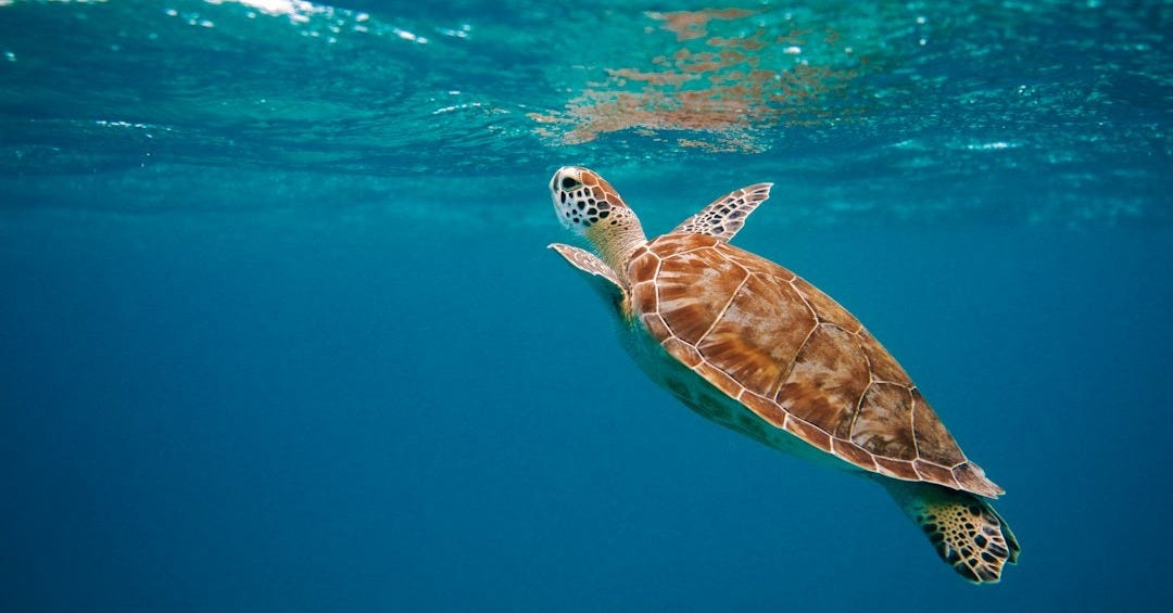 brown turtle in water during daytime brown turtle in water during daytime