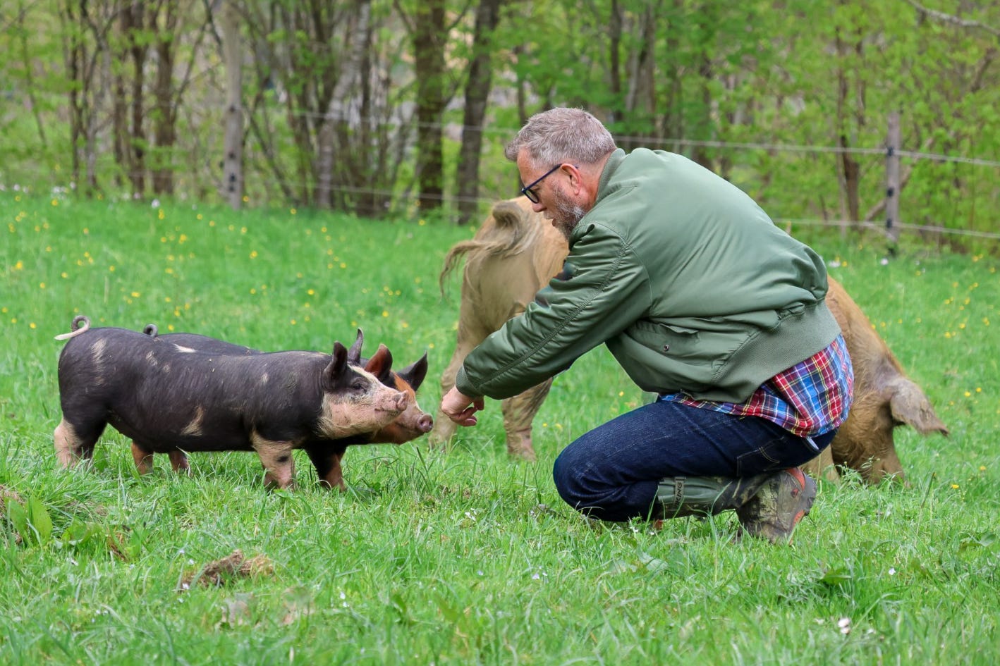 Der Schweizer Agrarjournalist Jürg Vollmer kniet in Gummistiefeln auf einer Frühlingswiese und nähert sich zwei Jungtieren von Schwarzen Alpenschweinen, die neugierig auf ihn zukommen. Hinter ihm steht die Muttersau.