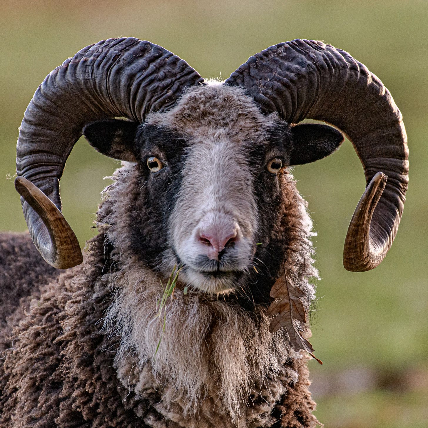 The Soay Ram – The Horned Guardian The Soay Ram – The Horned Guardian