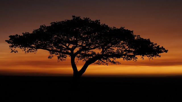 Acacia Tree in the morning sunlight. Acacia Tree in the morning sunlight.