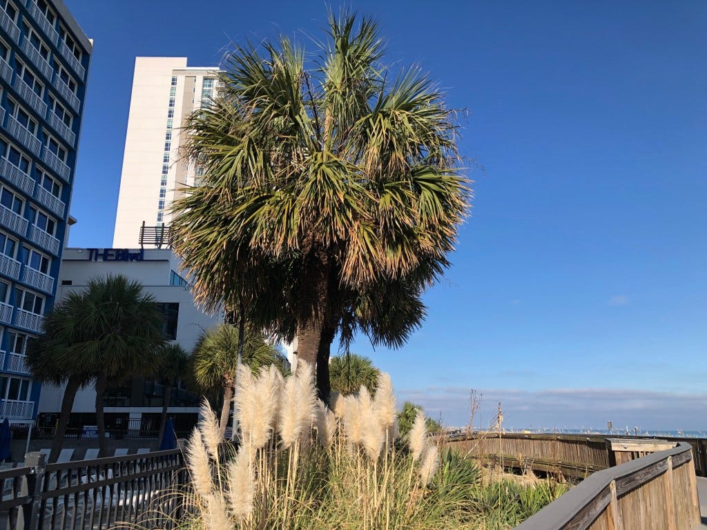 pampas grass beneath a palm tree at Myrtle Beach