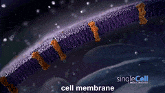 Best Biomedical Animator GIFs | Gfycat