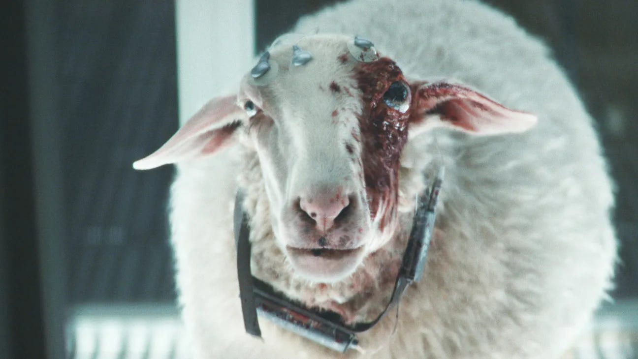 A sheep with three metal studs protruding from its head and a collar appears to be some kind of monitoring or transmitting device. One side of the sheep’s face is raw and bloody and the eye on that side bulges conspicuously, with a much larger iris and pupil than the normal eye on the other side. This sheep is fucked up.