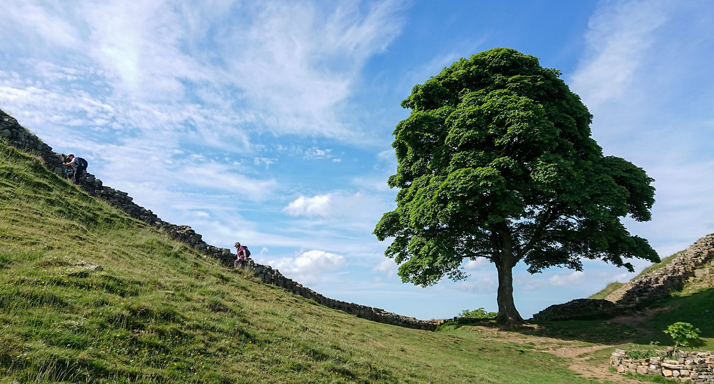The tree at Sycamore Gap before it was felled. It is summer. The sky is blue and the tree is in full leaf. To the left of it, two hikers climb the hill next to Hadrian's Wall. 