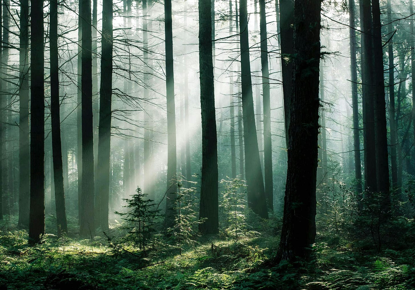 Forest Sunrise Poster