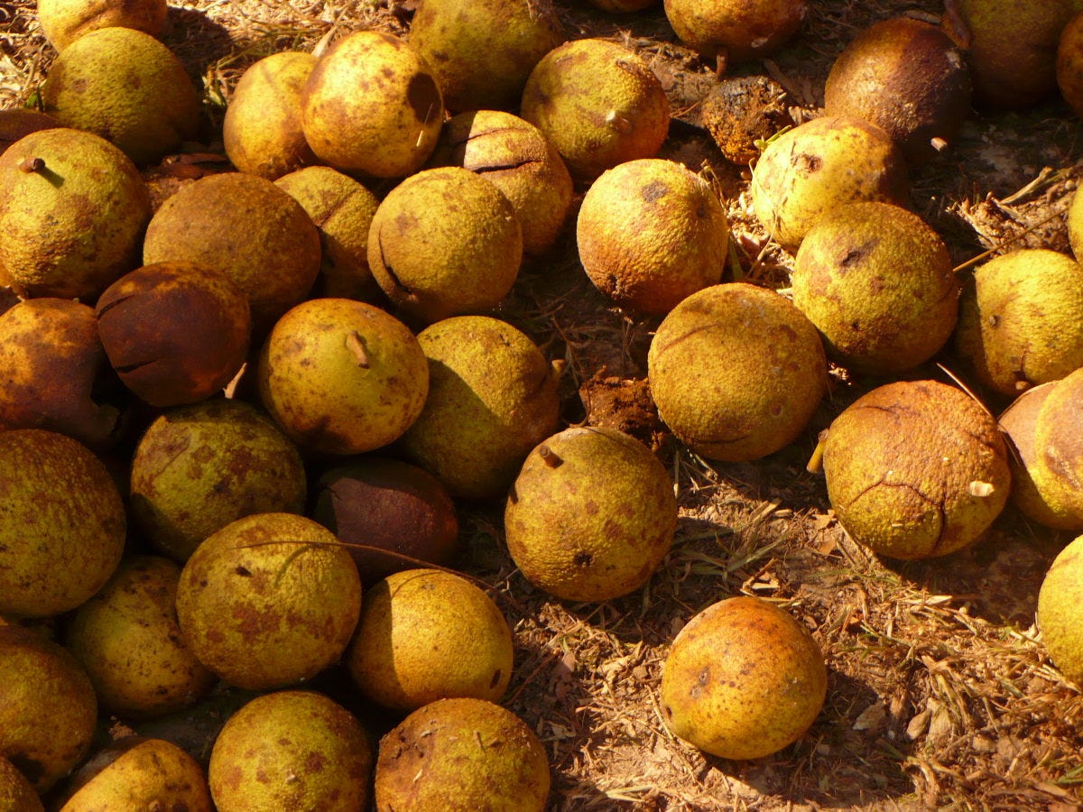 Black Walnuts: Harvesting, Storing, and Cooking | HubPages