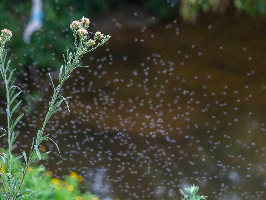 A cloud of gnats swarming behind two flowering stalks. A cloud of gnats swarming behind two flowering stalks.