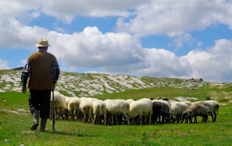 shepherd.jpg