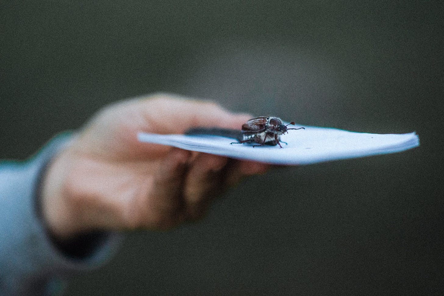 a beetle