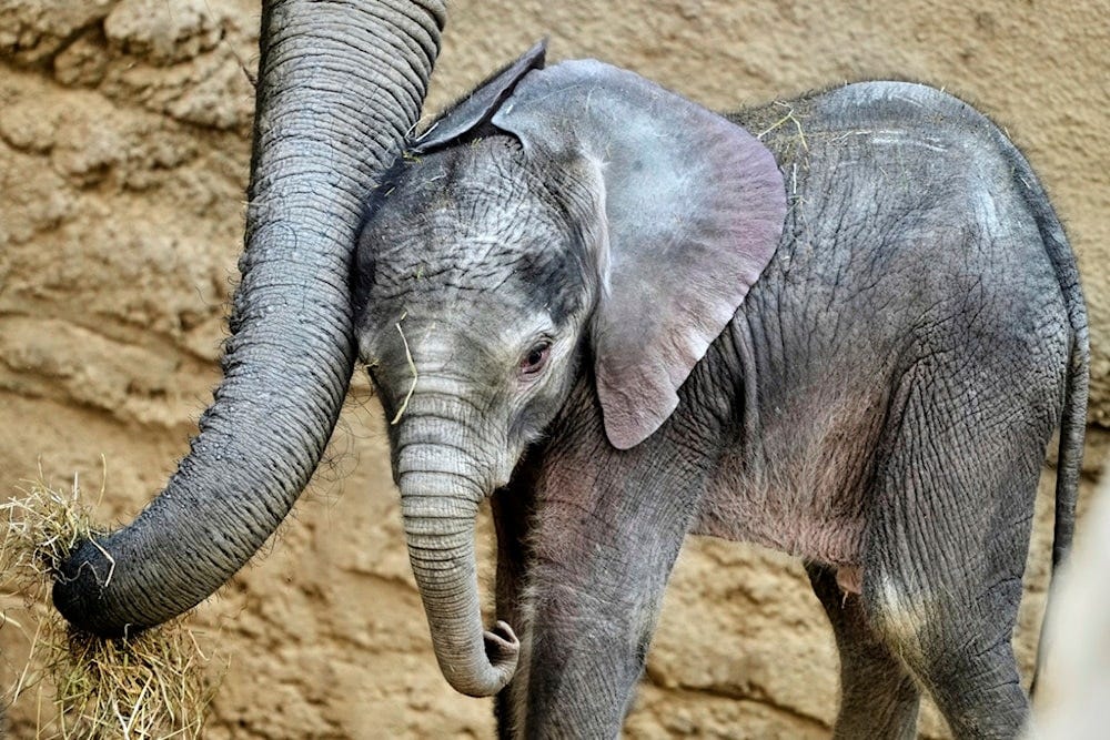 Two-week-old African elephant Kaja stands next to its mother in the Opel Zoo in Kronberg near Frankfurt, Germany, Thursday, June 12, 2025 (AP) Two-week-old African elephant Kaja stands next to its mother in the Opel Zoo in Kronberg near Frankfurt, Germany, Thursday, June 12, 2025 (AP)
