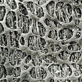 The Gut As A Sensory Organ