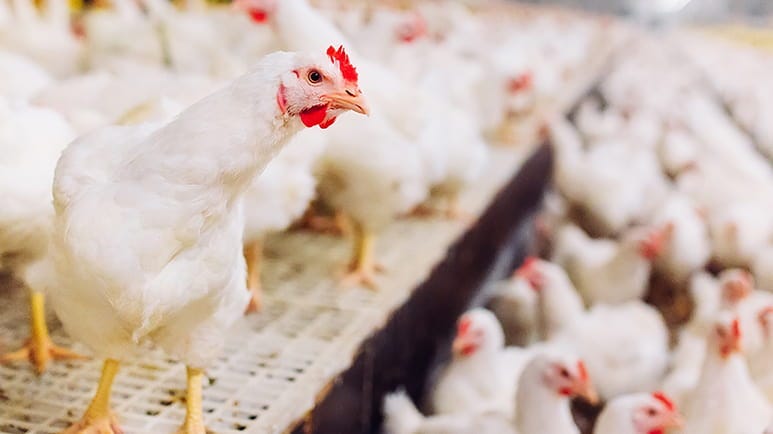nobody noticed start of bird flu emergency