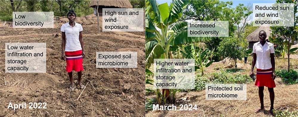 “Before” and “after” images of an African landscape with the same person in each panel