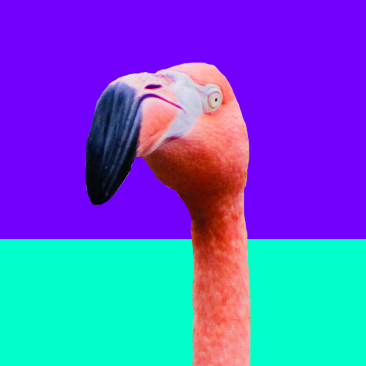 MedEdFlamingo's Newsletter