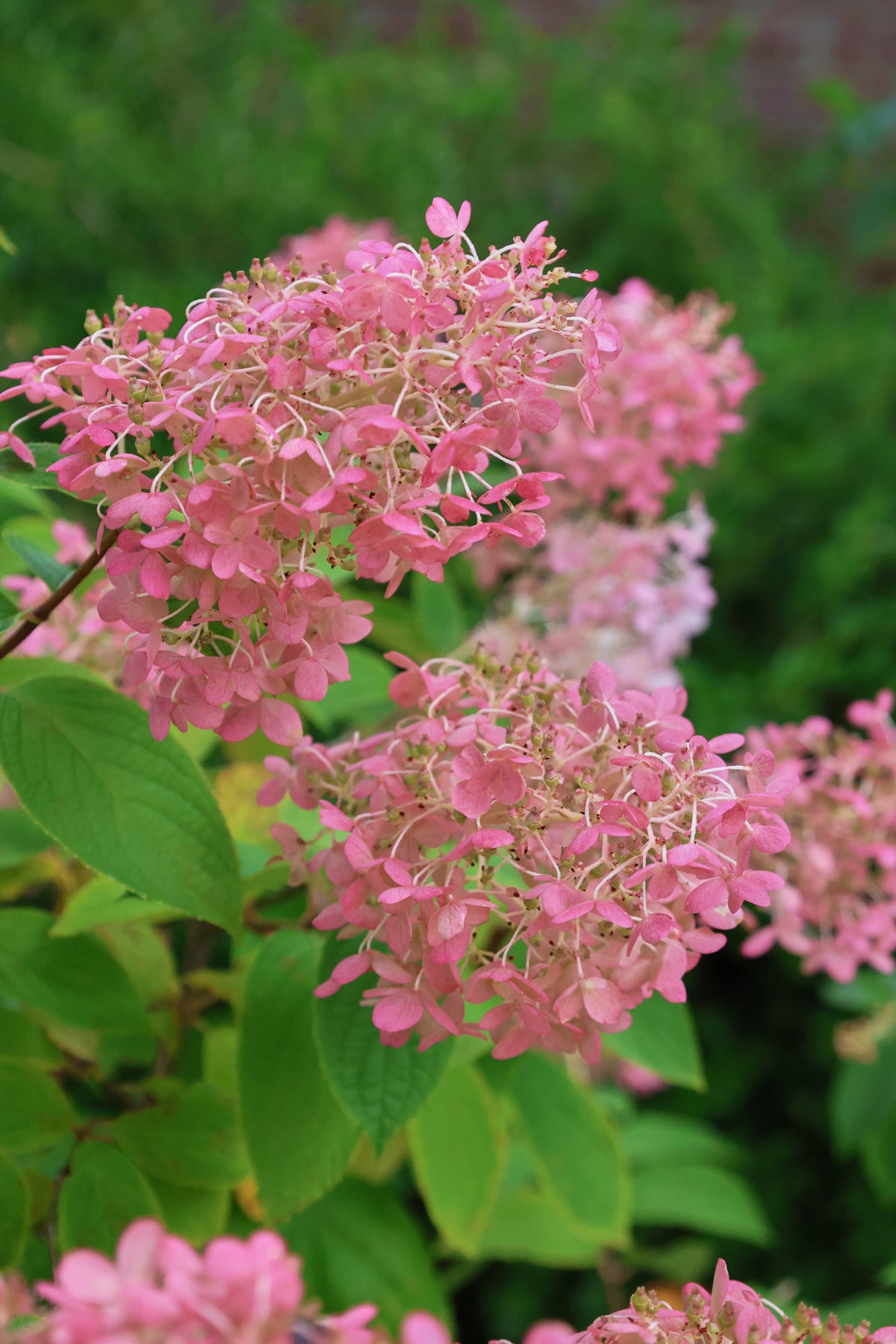 hydrangea plants hydrangea plants