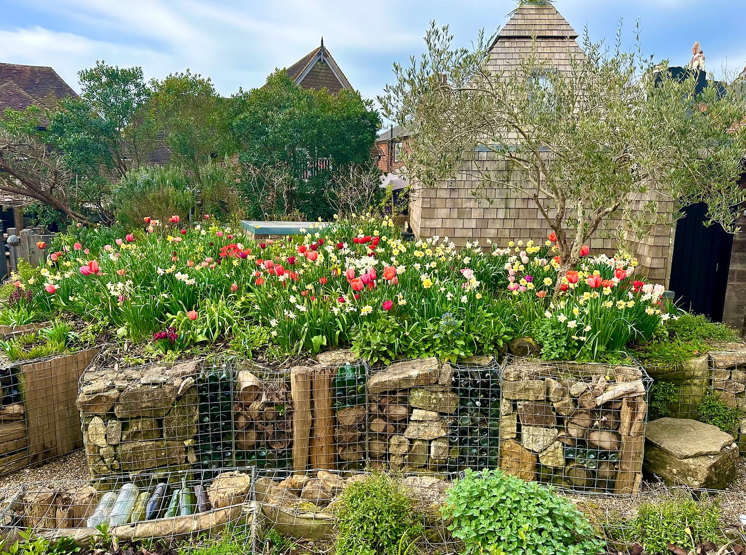 Colourful spring cottage garden with blooming tulips and daffodils in front of a rustic woven wood fence and shed