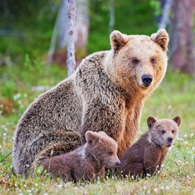 Grizzlies
