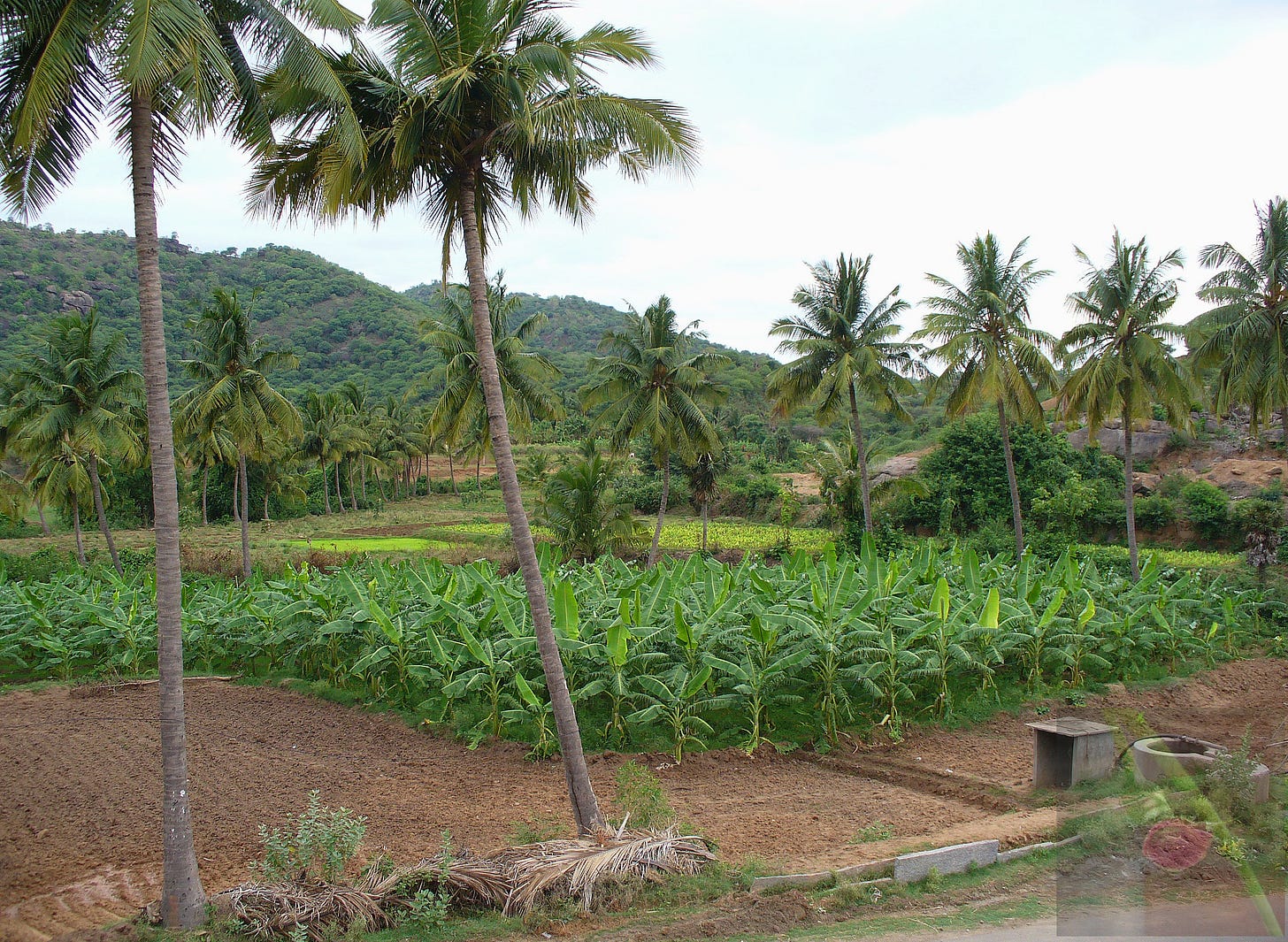 Coconut trees, banana fields, 