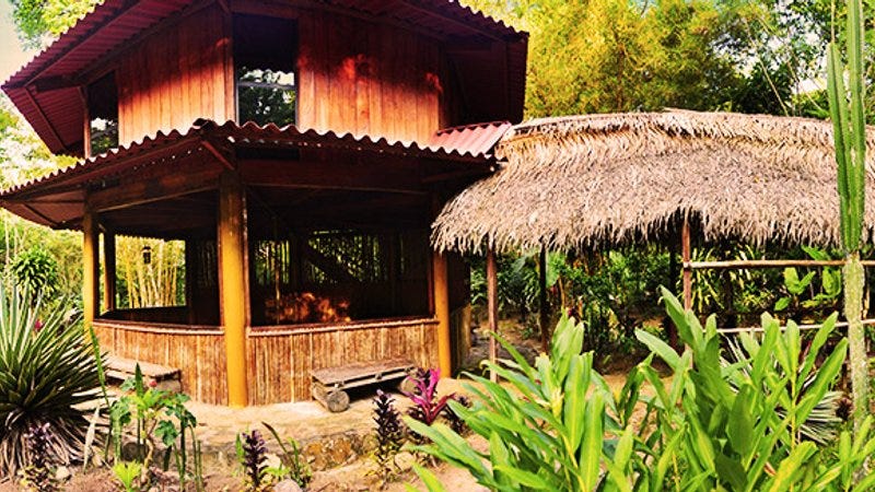 14 Day Peruvian Amazon Ayahuasca Retreat with Yoga in Tarapoto, San Martin  - BookYogaRetreats.com