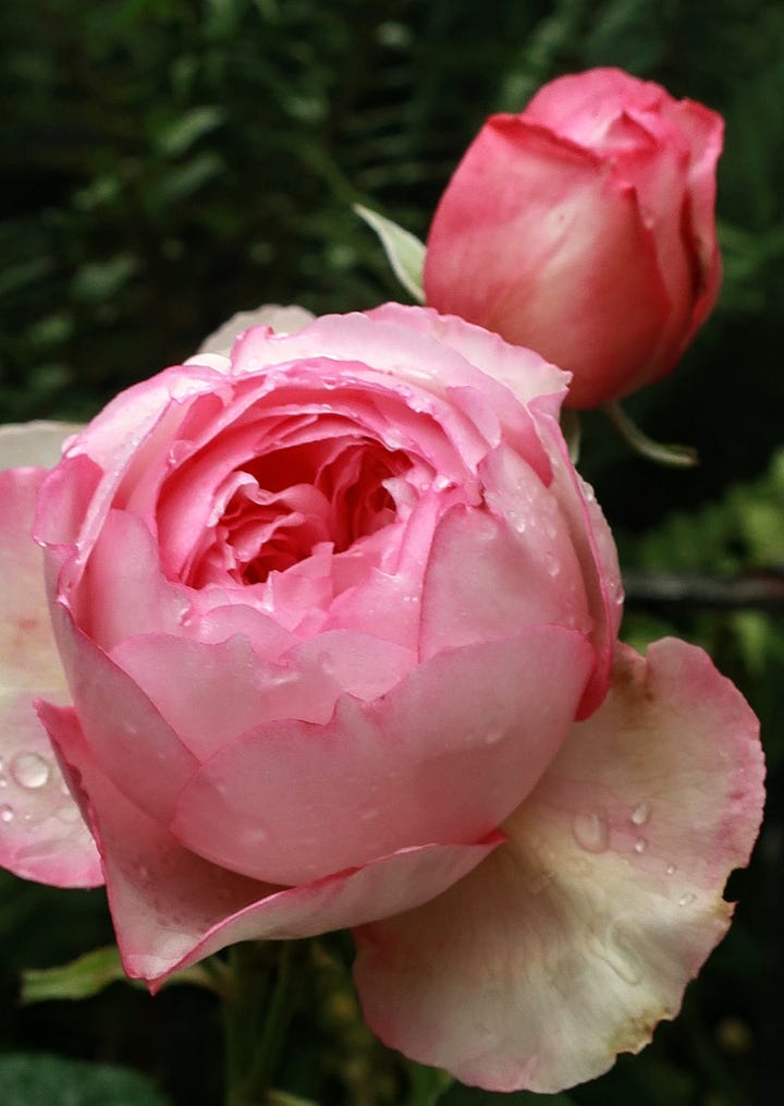 Several varieties of rose all in shades of red and pink